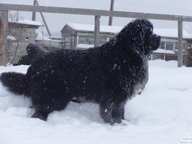 Фото: ньюфаундленд Promise To Love Midnight Bear