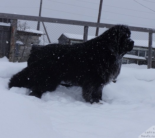 Фото: ньюфаундленд Promise To Love Midnight Bear