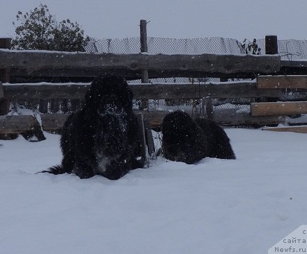 Фото: ньюфаундленд Promise To Love Midnight Bear