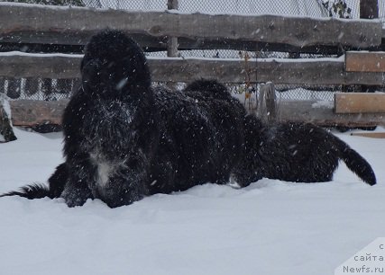 Фото: ньюфаундленд Promise To Love Midnight Bear