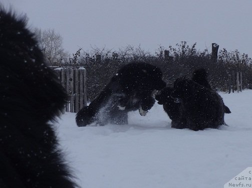 Фото: ньюфаундленд Promise To Love Midnight Bear