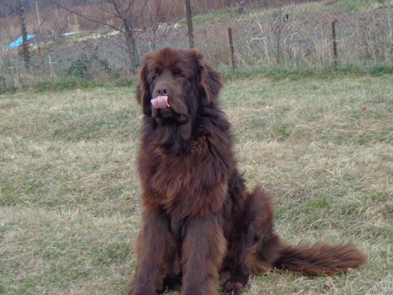 Фото: ньюфаундленд Ньюфорт Ю'Северино