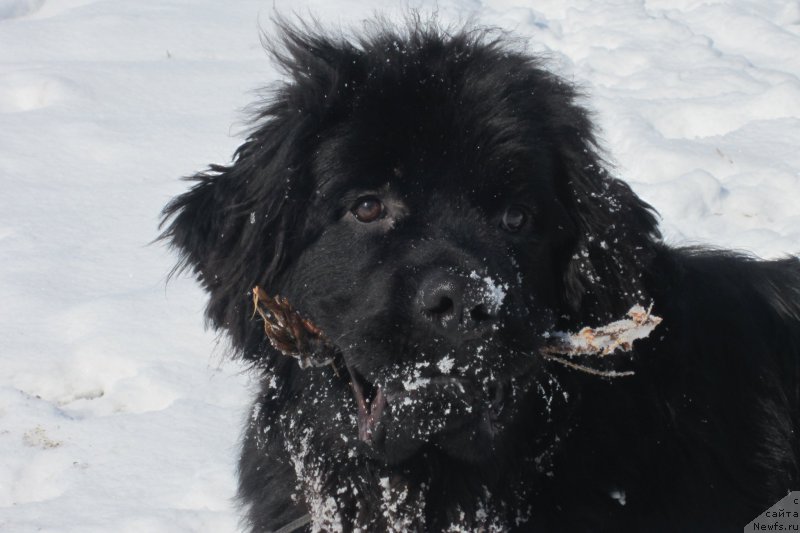 Фото: ньюфаундленд Супер Премиум Порше