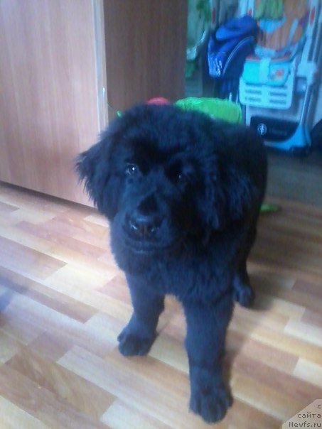 Фото: ньюфаундленд Яйла Горное Сокровище