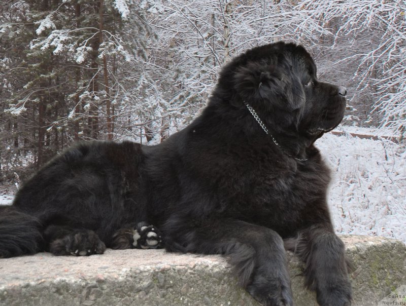 Фото: ньюфаундленд Zhdanny Syn Vialiki Miadzvedz
