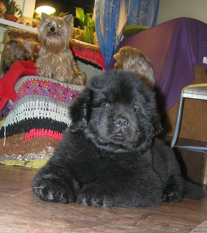 Фото: ньюфаундленд Былинная Марфа с Берега Дона (Bylinnaya Marfa s Berega Dona)