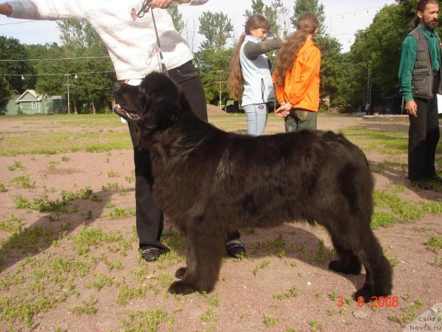 Фото: ньюфаундленд Смигар Осенняя Сказка, Настя Михайлова
