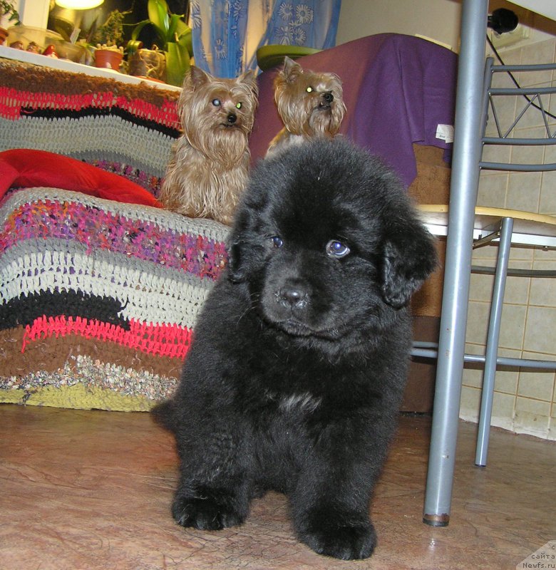 Фото: ньюфаундленд Былинная Марфа с Берега Дона (Bylinnaya Marfa s Berega Dona)