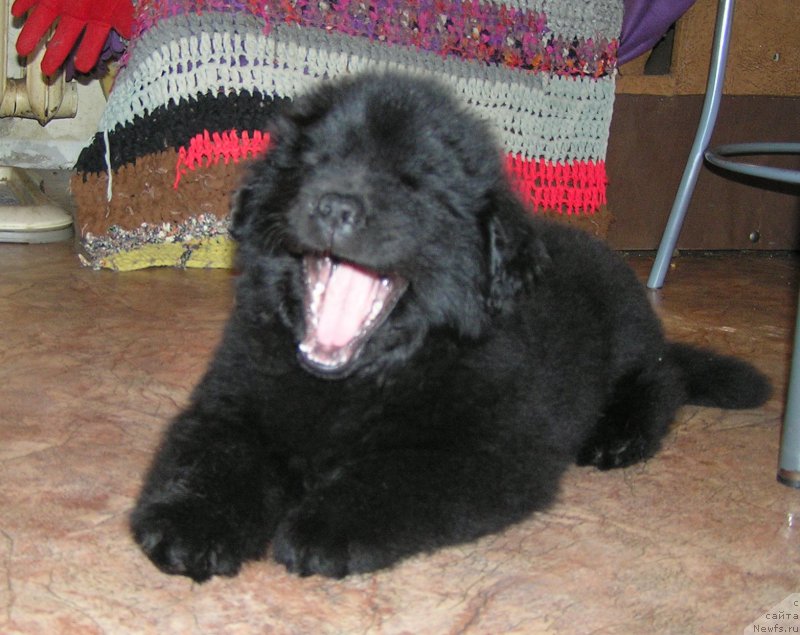 Фото: ньюфаундленд Былинная Марфа с Берега Дона (Bylinnaya Marfa s Berega Dona)