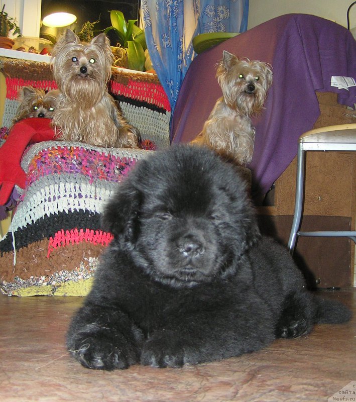 Фото: ньюфаундленд Былинная Марфа с Берега Дона (Bylinnaya Marfa s Berega Dona)