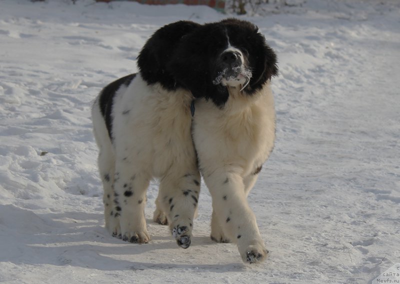 Фотография № 166919