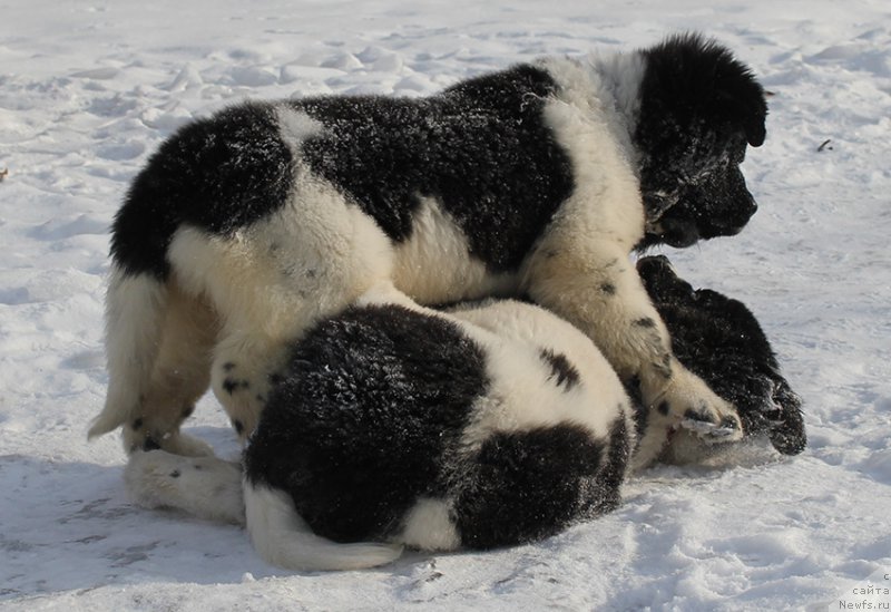 Фотография № 166920