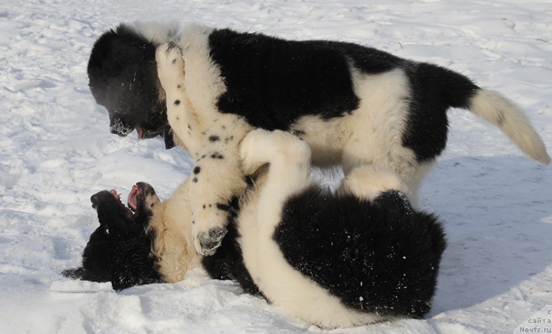 Фотография № 166921