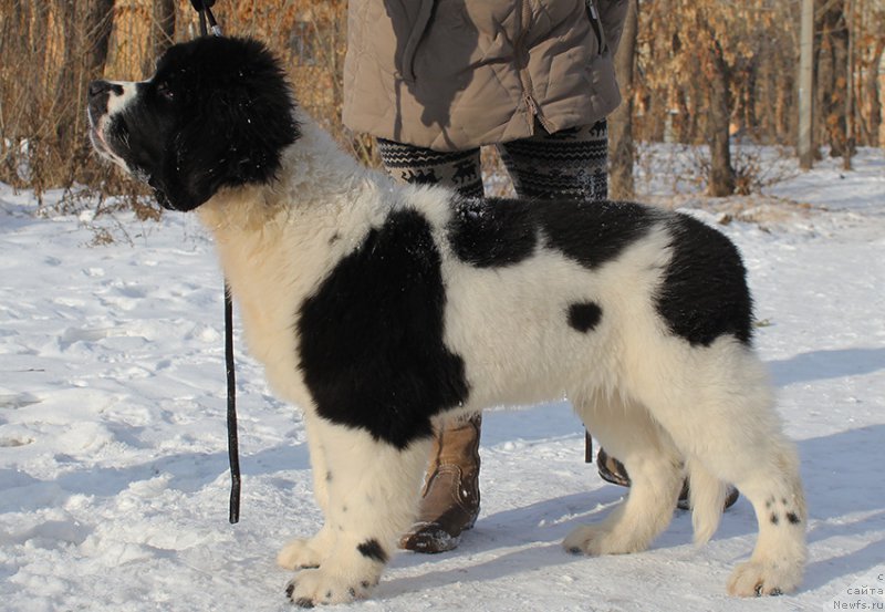 Фотография № 166922