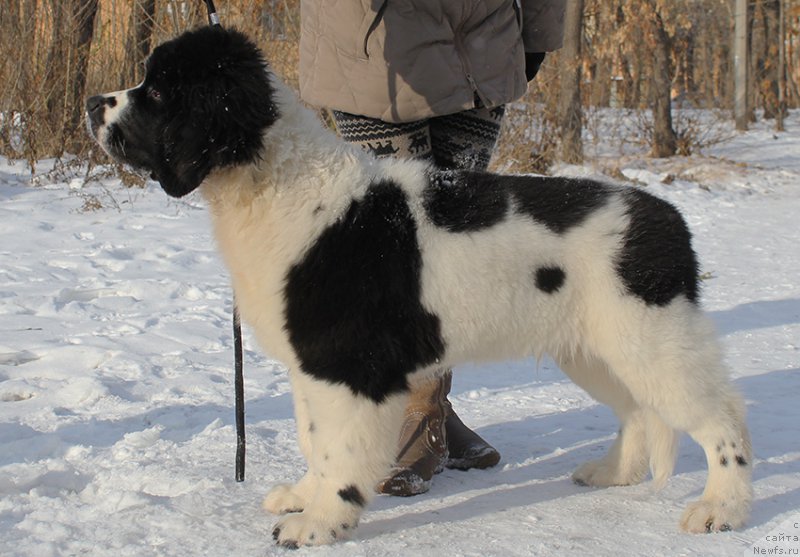 Фотография № 166923