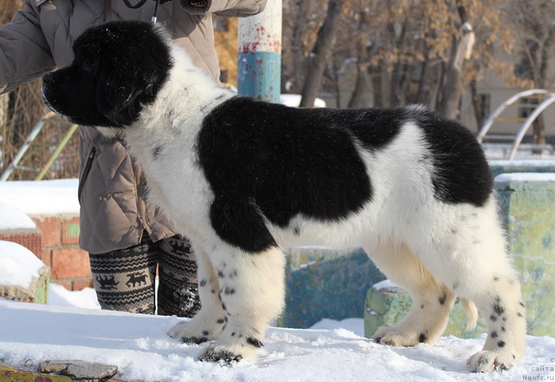 Фотография № 166926