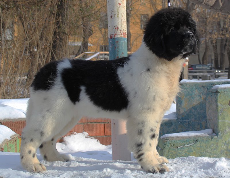 Фотография № 166927