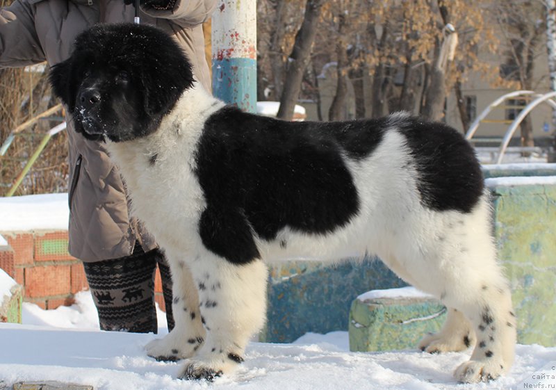 Фото: ньюфаундленд Маг Исполин Онега