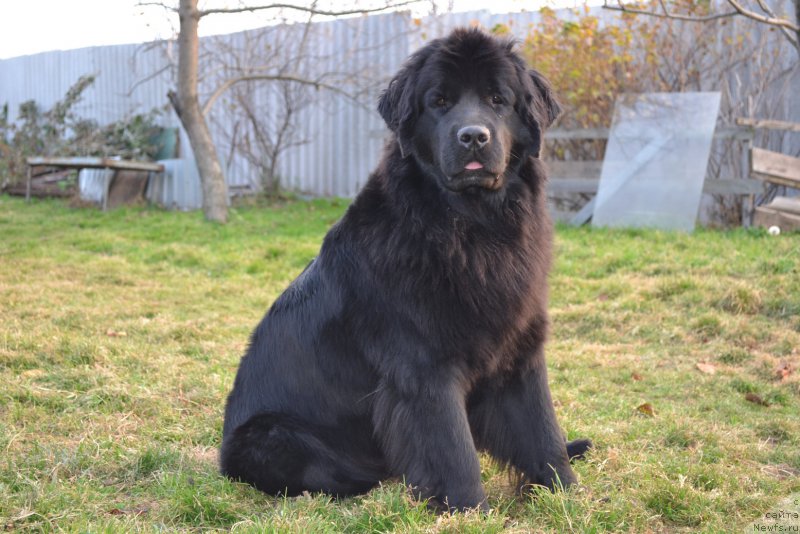 Фото: ньюфаундленд Талисман Моря Магия Волн