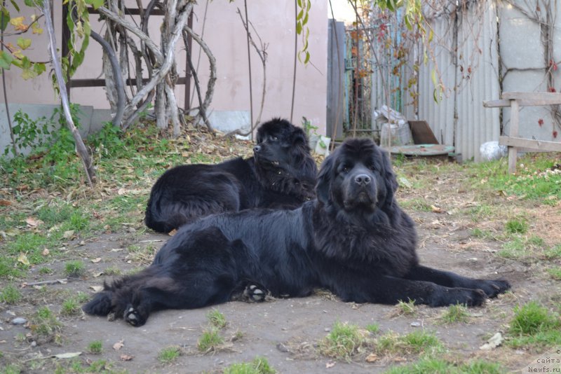 Фото: ньюфаундленд Талисман Моря Мишель, ньюфаундленд Талисман Моря Магия Волн