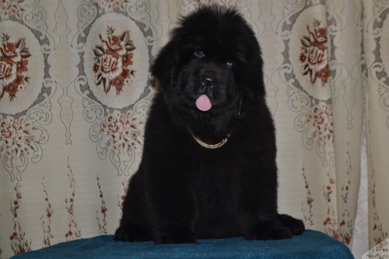 Фото: ньюфаундленд Назар Вятский Медведь (Nazar Vyatskiy Medved)