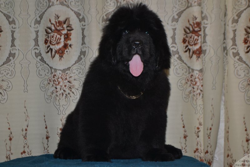 Фото: ньюфаундленд Назар Вятский Медведь (Nazar Vyatskiy Medved)