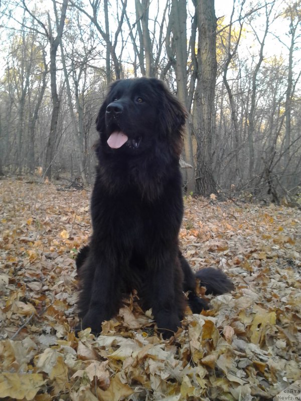 Фото: ньюфаундленд Эхо Москвы с Берега Дона (Eho Moskvy s Berega Dona)