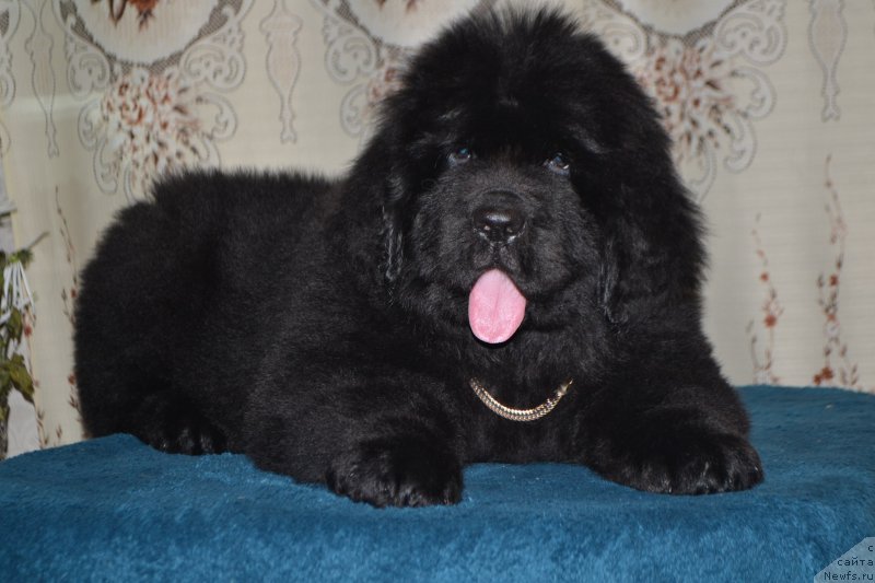Фото: ньюфаундленд Назар Вятский Медведь (Nazar Vyatskiy Medved)