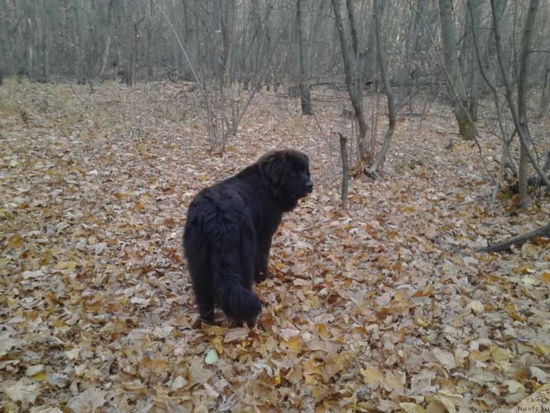 Фото: ньюфаундленд Эхо Москвы с Берега Дона (Eho Moskvy s Berega Dona)
