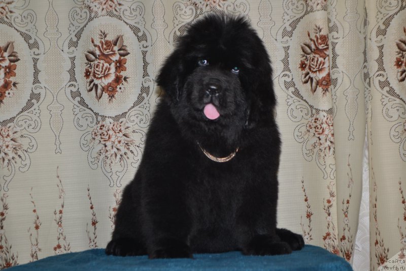 Фото: ньюфаундленд Назар Вятский Медведь (Nazar Vyatskiy Medved)