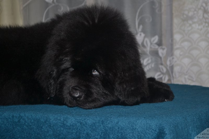 Фото: ньюфаундленд Назар Вятский Медведь (Nazar Vyatskiy Medved)