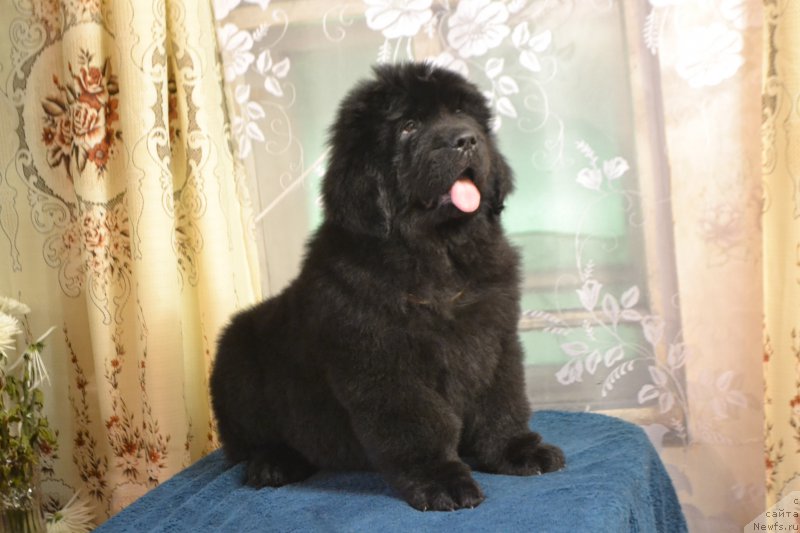 Фото: ньюфаундленд Назар Вятский Медведь (Nazar Vyatskiy Medved)