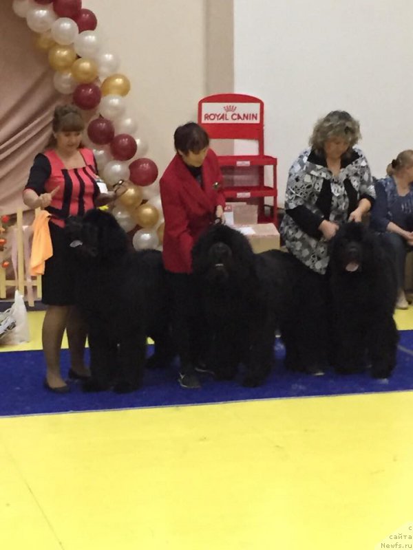 Фото: ньюфаундленд Ньюфорт Шон Волмари Триумф (Njufort Shawn Wallmar Triumph), ньюфаундленд Ньюфорт Фидель (Njufort Fidel), ньюфаундленд Ньюфорт Царская Дочь