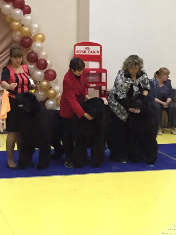 Фото: ньюфаундленд Ньюфорт Шон Волмари Триумф (Njufort Shawn Wallmar Triumph), Галина Морозова, ньюфаундленд Ньюфорт Фидель (Njufort Fidel), Алевтина Батян, ньюфаундленд Ньюфорт Царская Дочь, Ирина Панюшкина