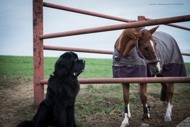 Фото: ньюфаундленд Смигар Ливерпульский Четвертак (Smigar Liverpulsiy Chetvertak)