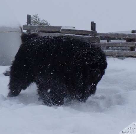 Фото: ньюфаундленд Promise To Love Midnight Bear