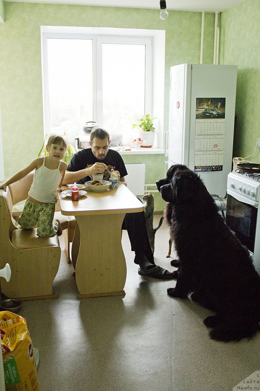 Фото: Андрей Волков, ньюфаундленд Черный Балу Добрыня, ньюфаундленд Львиное Сердце