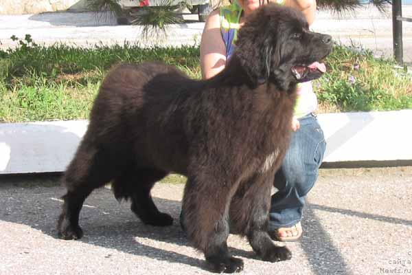 Фото: ньюфаундленд Жемчужина Ростова с Берега Дона (Zhemchuzhina Rostova s Berega Dona)