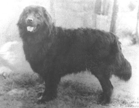 Фото: ньюфаундленд Рада