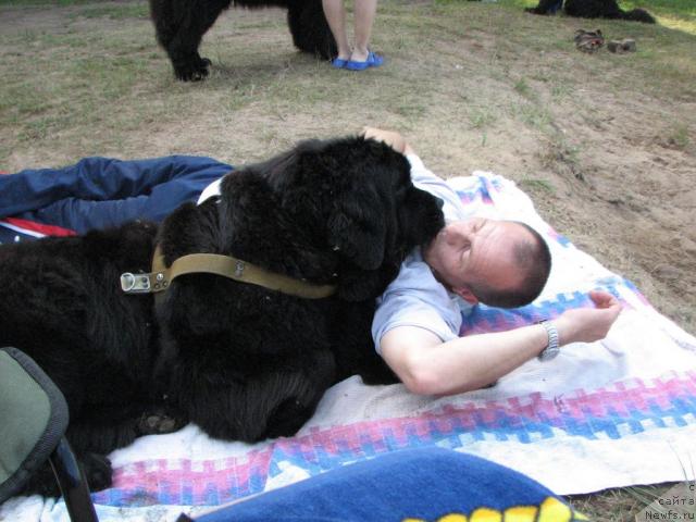 Фото: ньюфаундленд Оттава (Ottava)