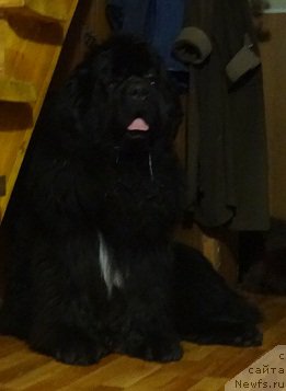 Фото: ньюфаундленд King of Helluland I'm Precious