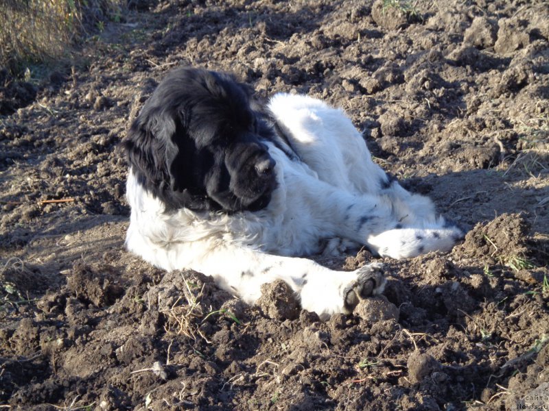 Фото: ньюфаундленд Супер Премиум Литониэль Валланинор (Super Premium Litoniel Vallaninor)