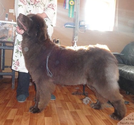 Фото: ньюфаундленд Ньюфорт Юника