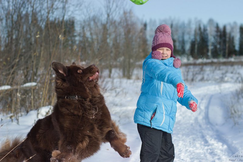 Фото: ньюфаундленд Сверкающая Гора Машаме (Sverkayuzhaya Gora Mashame)