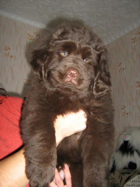 Фото: щенок, ньюфаундленд Чилита из Золотого Треугольника