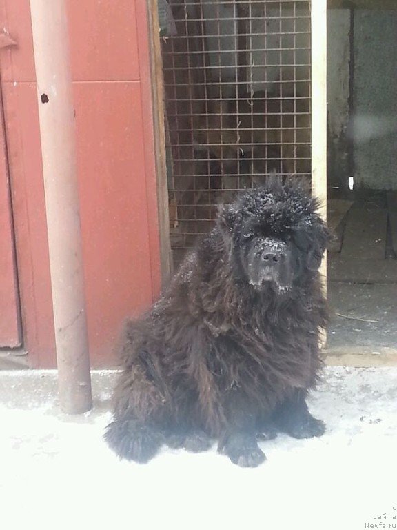 Фото: ньюфаундленд Ривьера от Сибирского Медведя