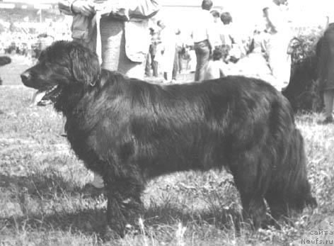 Фото: ньюфаундленд Айка Зен Шер