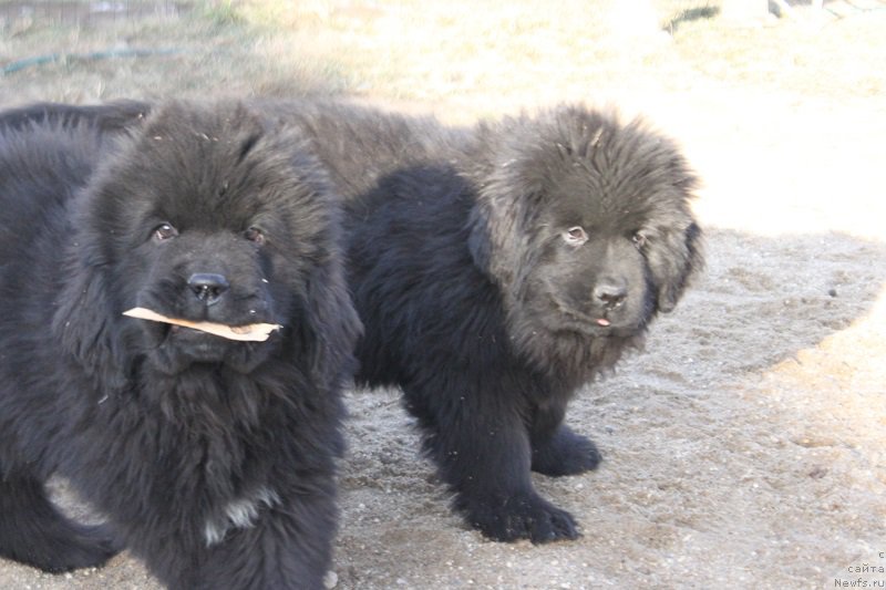 Фото: ньюфаундленд Мэлман Шерстистый Мамонт, ньюфаундленд Малиновый Цветок Майолика (Malinoviy Tsvetok Mayolika)
