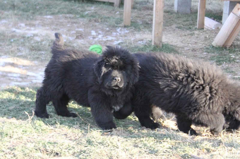 Фото: ньюфаундленд Многоликая Богиня Манифик (Mnogolikaya Boginya Manifik)