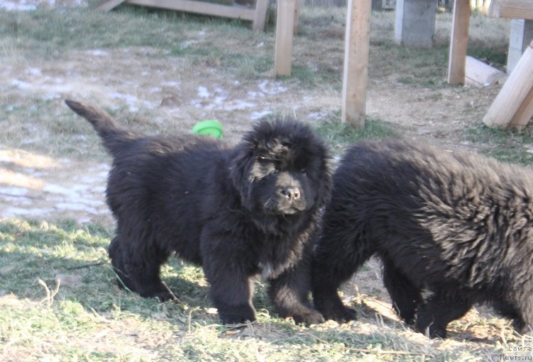 Фото: ньюфаундленд Многоликая Богиня Манифик (Mnogolikaya Boginya Manifik)